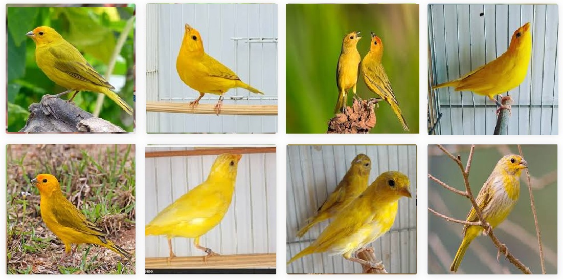 canario-JPEG.jpg (208 KB)